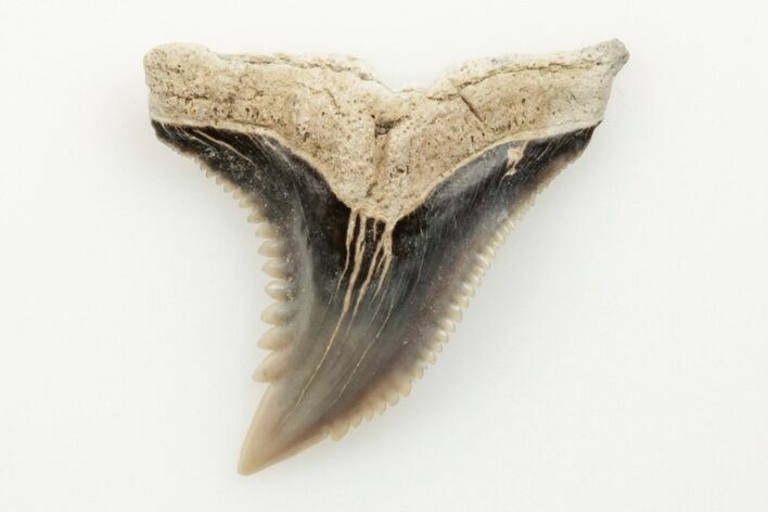 .95" Snaggletooth Shark (Hemipristis) Tooth - Aurora, NC